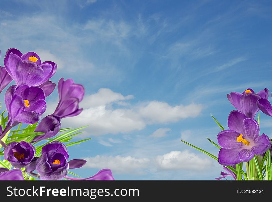 Beautiful violet crocus under blue sky with clouds