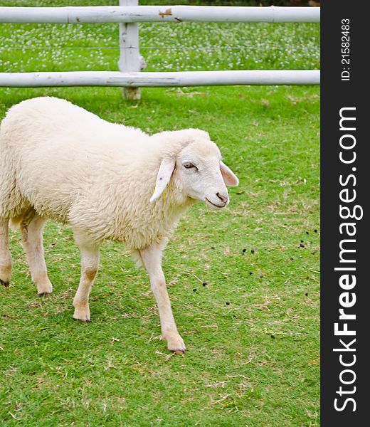 Sheep in farmland