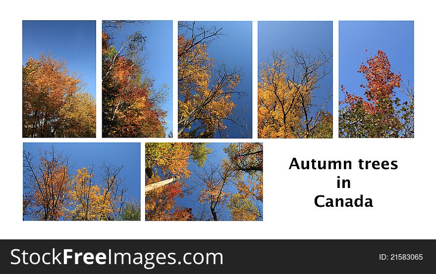 Seven different nature scape of colorful trees at fall in canada. Seven different nature scape of colorful trees at fall in canada