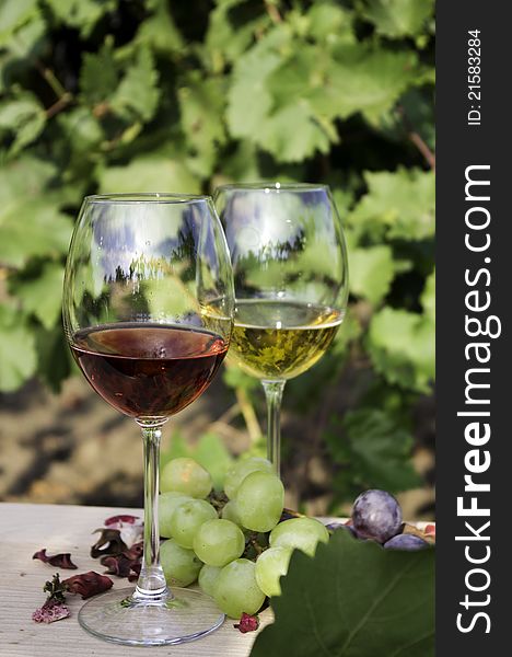 Two glasses of wine and a bunch of grapes. Vineyard background. Two glasses of wine and a bunch of grapes. Vineyard background