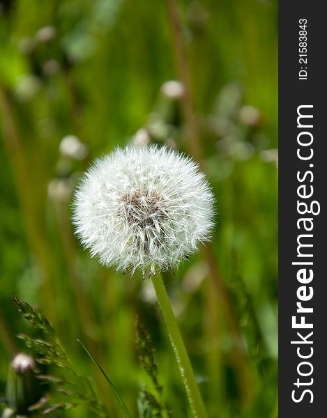 White dandelion on a meadow