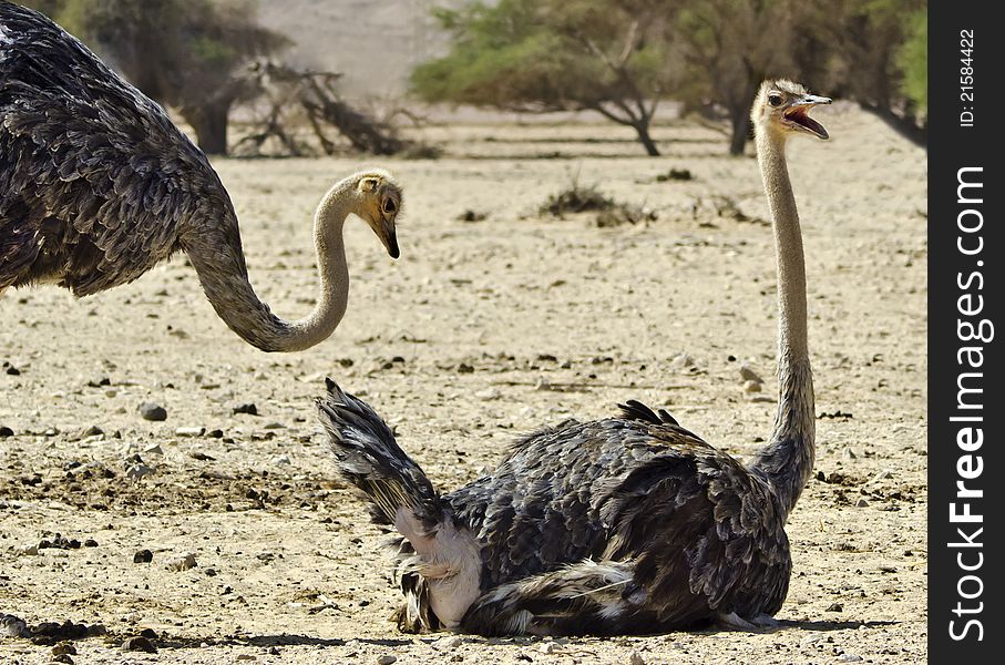 African Ostrich (Struthio Camelus), Arava, Israel