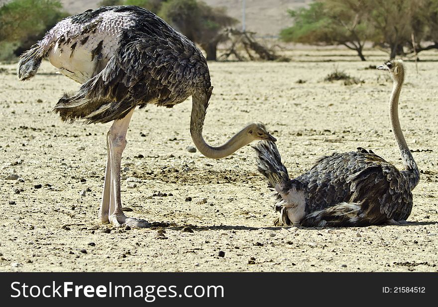 African ostrich (Struthio camelus), Arava, Israel