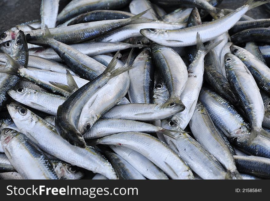 Fresh Anchovy / Sardines on the marketplace. Fresh Anchovy / Sardines on the marketplace