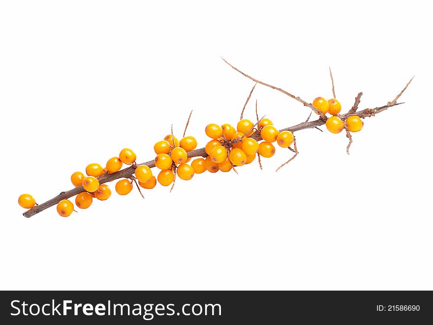 Branch of sea-buckthorn berries