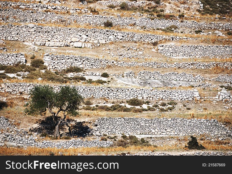 Stone walls and olive tree in the mediterranan area, Gargano, Italy