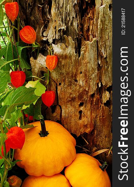 Background created from the bark of an old tree in its natural surroundings, as well as a Chinese Lantern Plant (Physalis alkekengi). The three squash were placed seperately. Combined, they create a unique backdrop for a Thanksgiving or Halloween message. There is room for text on the tree bark. Background created from the bark of an old tree in its natural surroundings, as well as a Chinese Lantern Plant (Physalis alkekengi). The three squash were placed seperately. Combined, they create a unique backdrop for a Thanksgiving or Halloween message. There is room for text on the tree bark.