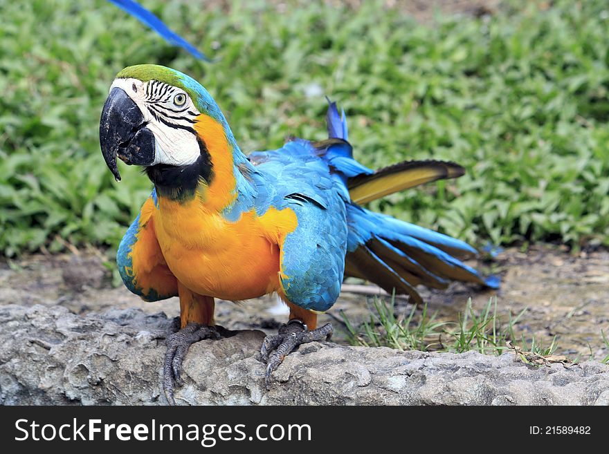 Colorful blue parrot macaw in zoo