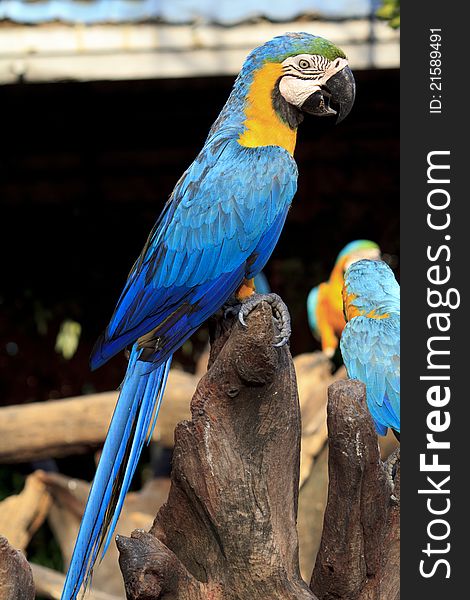 Colorful blue parrot macaw in zoo