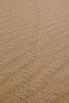 Animal Tracks In Sand Pattern Stock Images Animal Tracks In Sand Pattern Stock Images