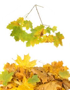 Leaves And Maple Branch Stock Photography Leaves And Maple Branch Stock Photography