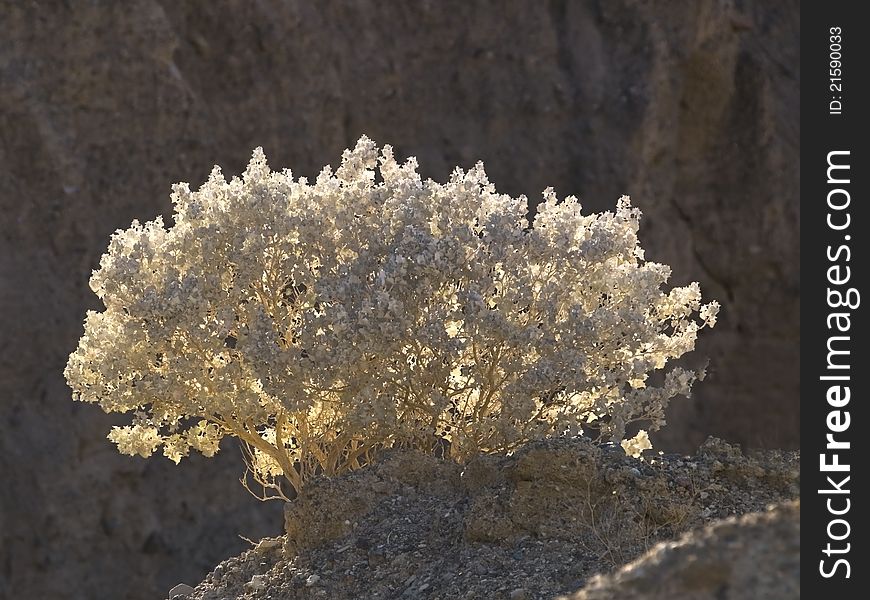 The bush in Death valley national park. The bush in Death valley national park