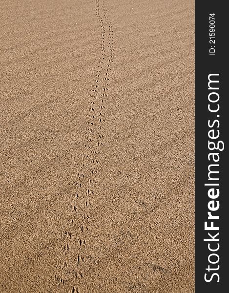 Small mammal tracks in sand, Mojave national park. Small mammal tracks in sand, Mojave national park