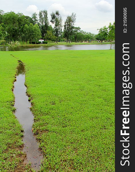 River side covered with grassland and trees