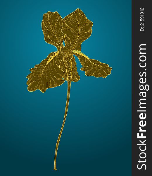 Vector iris flower on a blue background. Vector iris flower on a blue background.