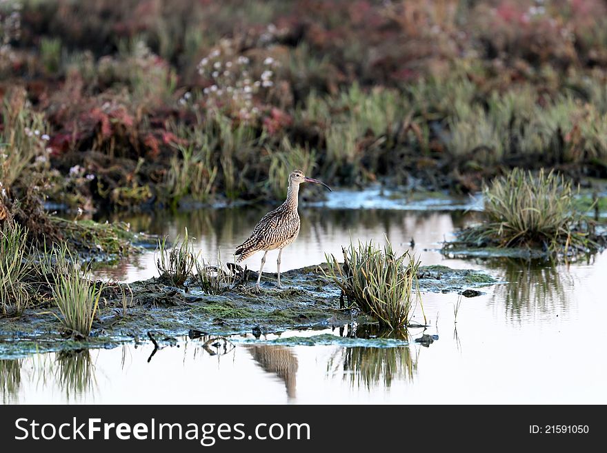 This a water bird in water and grass.