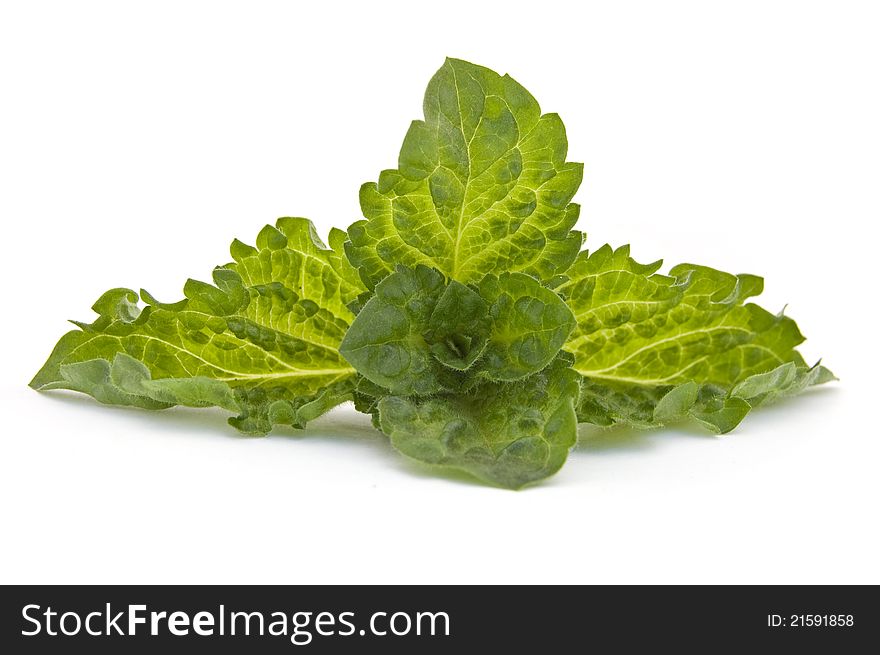 Fresh-picked mint leaves isolated on white