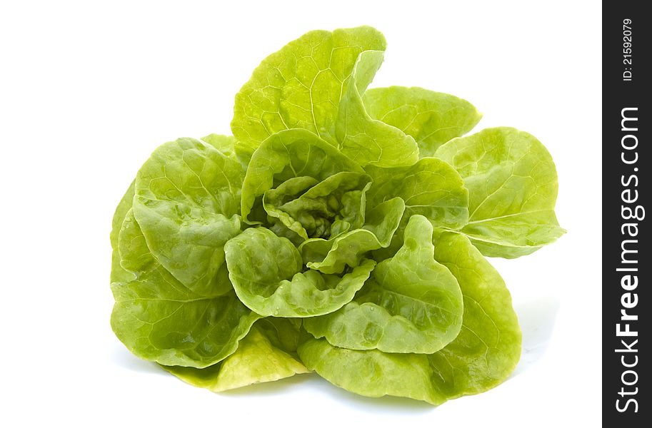 Lettuce isolated on a white background. Lettuce isolated on a white background
