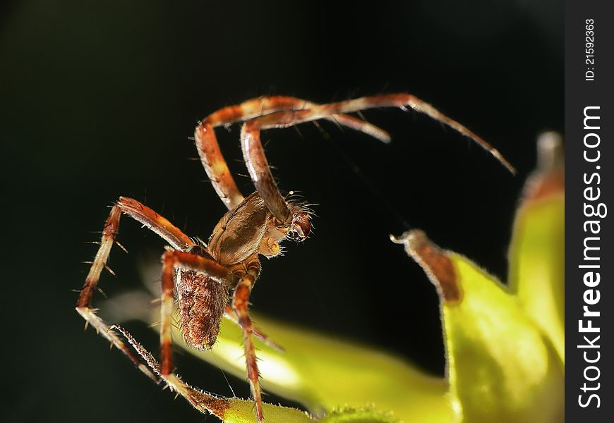 Spider crusader posing on dry flower