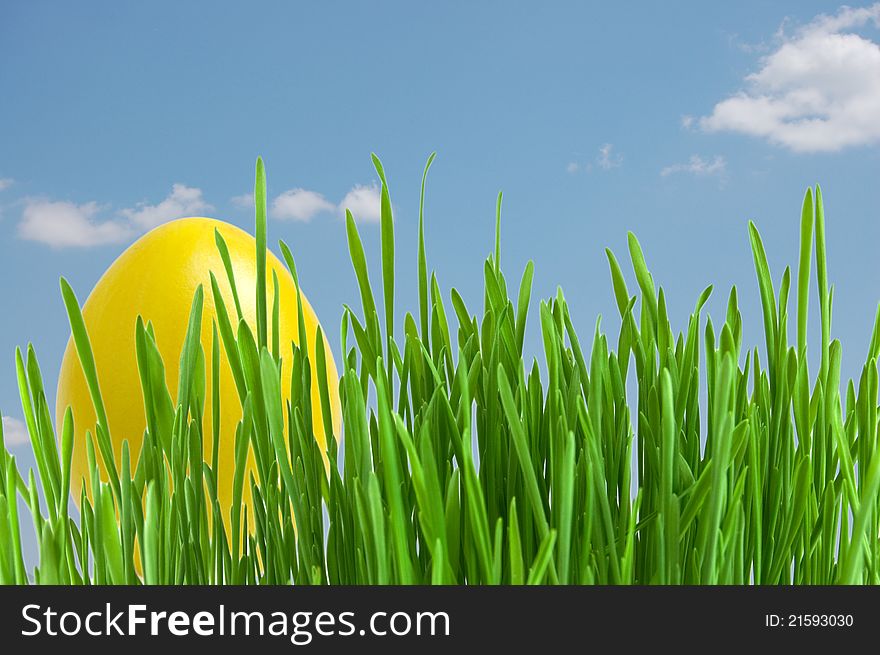 Yellow easter eggs in green grass  under blue sky