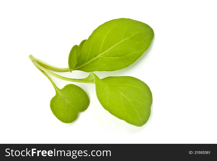 Ruccola salad on a white background