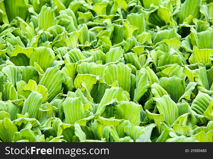 Pattern of water lettuce for background, shallow DOF