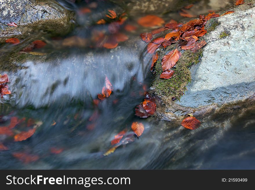 Beechen autumn leaves in a raging mountain stream. Beechen autumn leaves in a raging mountain stream