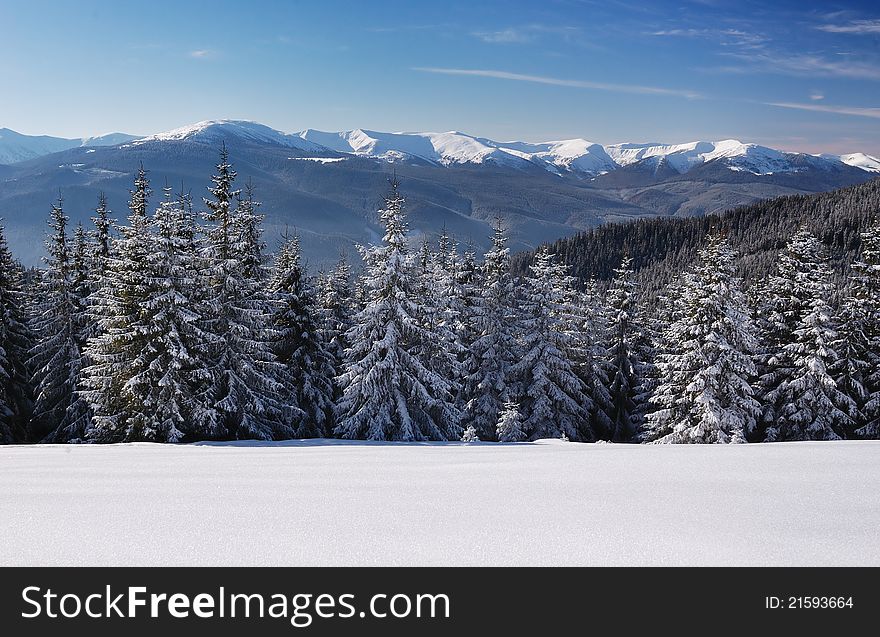 Winter landscape with fur-trees and fresh snow. Ukraine, Carpathians