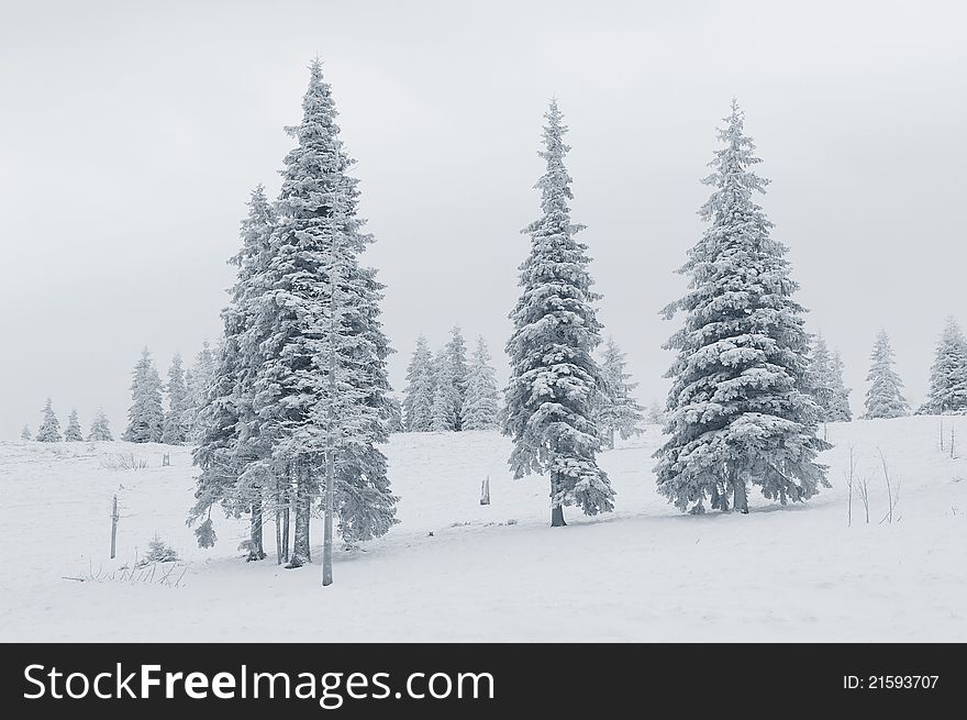 Winter landscape with fur-trees and fresh snow. Ukraine, Carpathians. Winter landscape with fur-trees and fresh snow. Ukraine, Carpathians