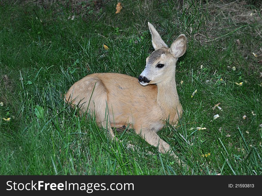 Whitetail deer doe standing in the grass