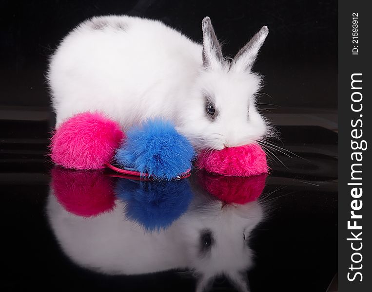 Little white rabbit to play with colored balls