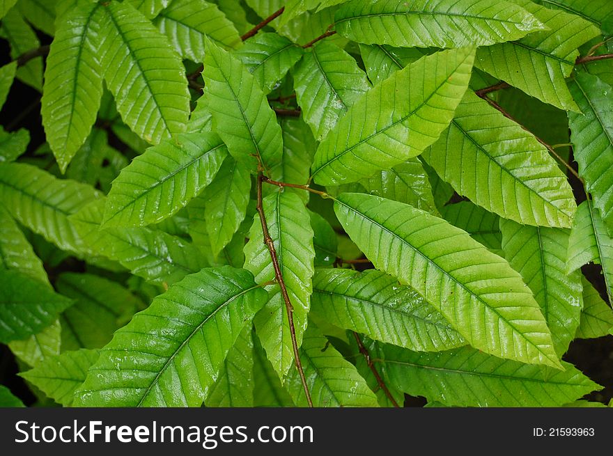 Green leaves background in sunny day. Green leaves background in sunny day