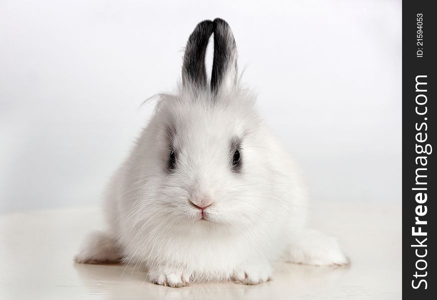 Little white rabbit sitting on a white surface