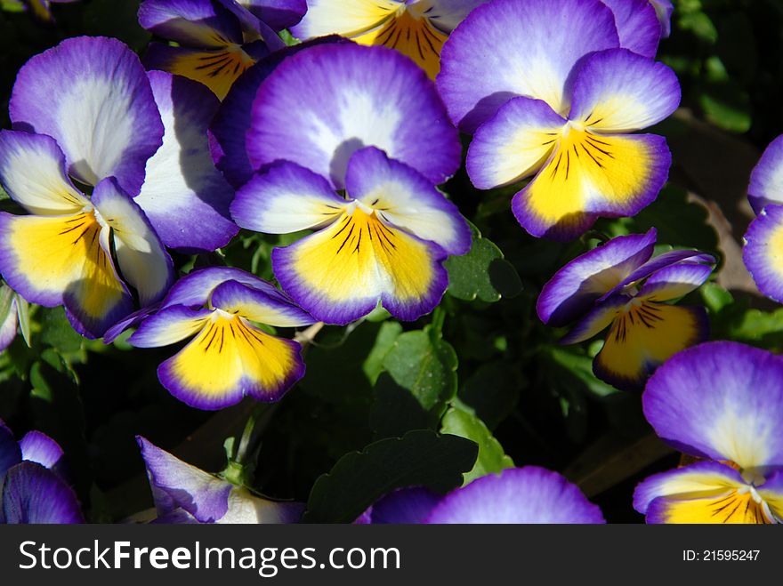 Purple pansies in a garden in full bloom