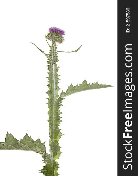 Purple,single prickly thistle on white background