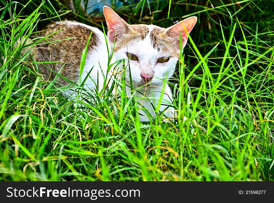 A white brown cat on the grass