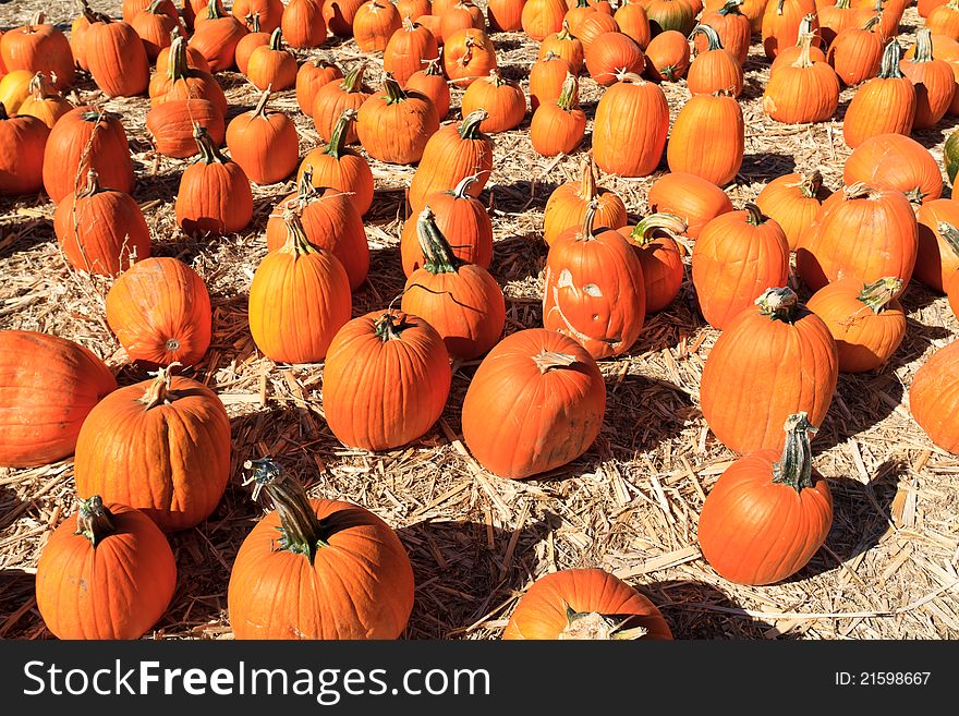 Pumpkin arrangement on hay for sale