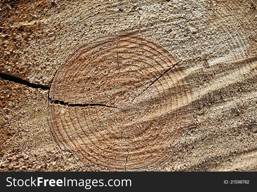 Wood-texture for background, timber industry