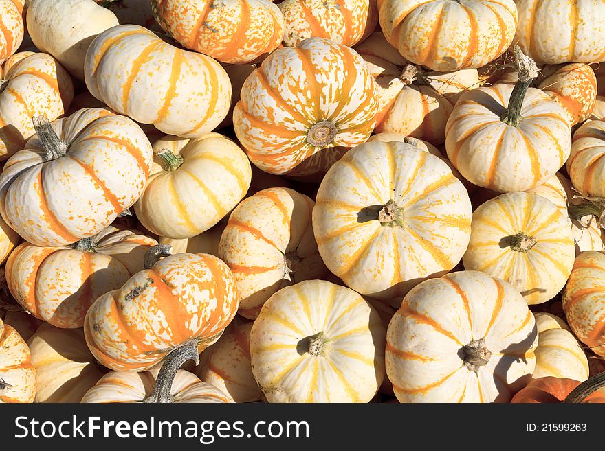 Close-up on pumpkins for sale