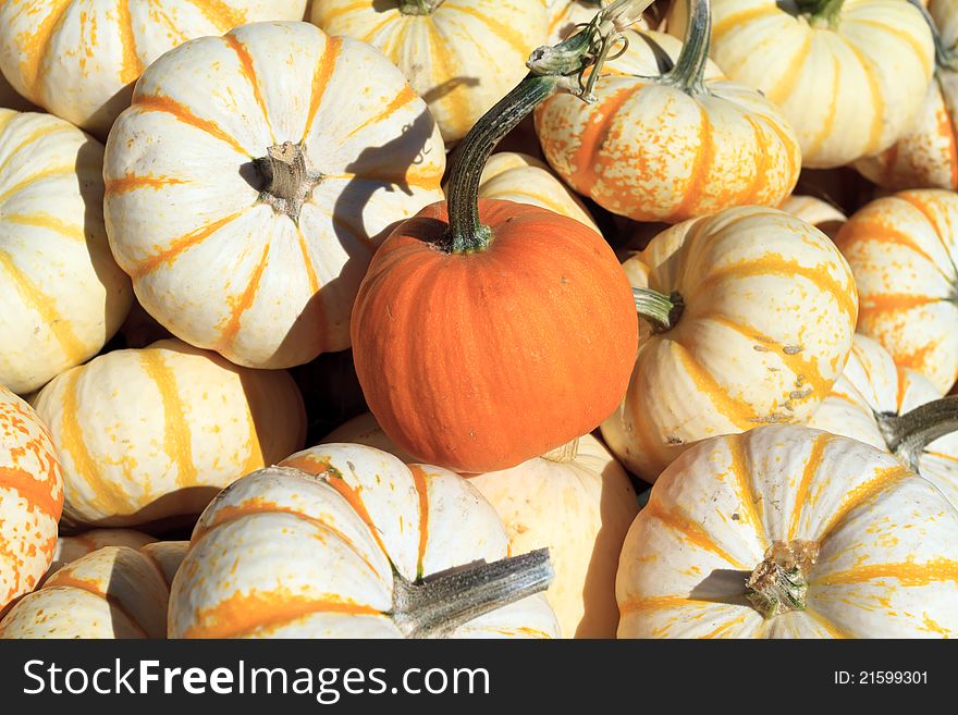 Close-up on pumpkins for sale