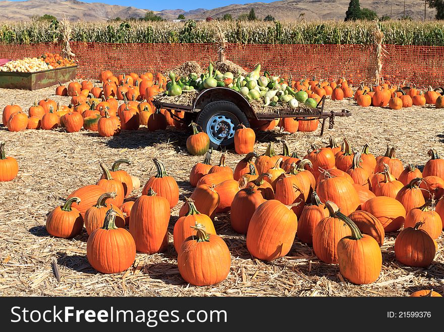 Many pumpkins on hay for sale. Many pumpkins on hay for sale