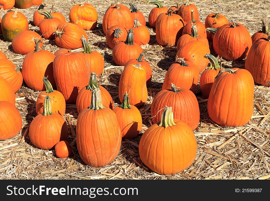 Pumpkins on hay for sale. Pumpkins on hay for sale