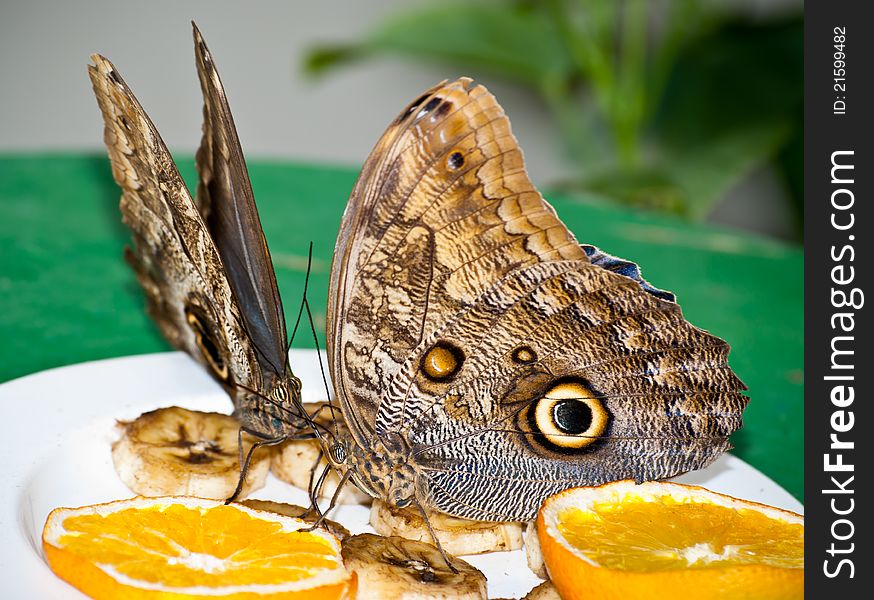 Brush-footed Butterflies Feeding