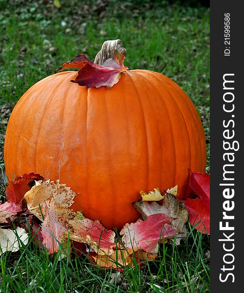 Pumpkin in grass with leaves around it vertical photo