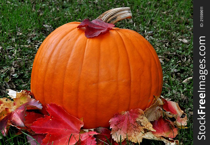 Pumpkin in grass with leaves