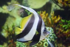The Moorish Fish Stock Photos The Moorish Fish Stock Photos