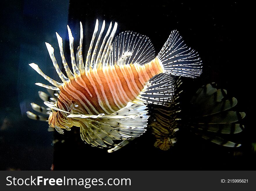 VGP marine kingdom -  Gorgeous Lion fish. VGP marine kingdom -  Gorgeous Lion fish