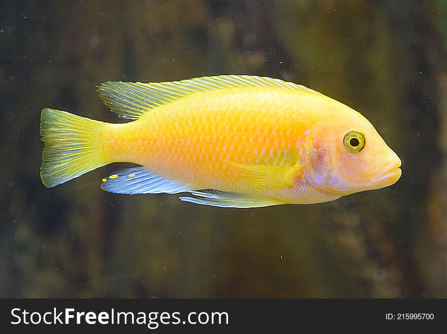 The Yellow Morph Fish