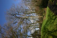 Trees On The Hill Royalty Free Stock Image Trees On The Hill Royalty Free Stock Image