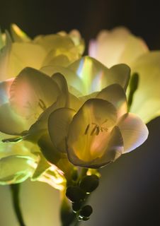 Freesia Stock Image